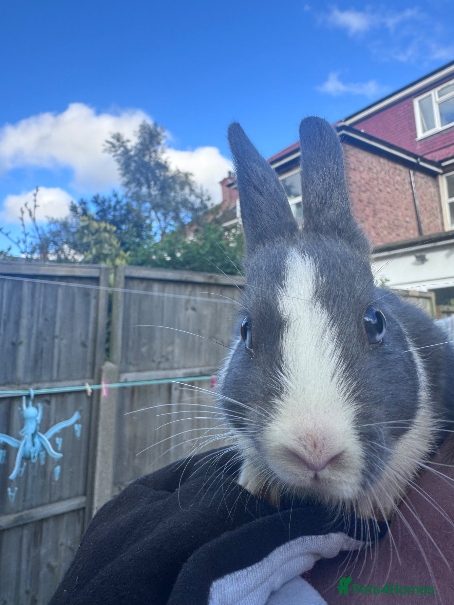 Netherland Dwarf rabbits Adorable Baby Netherland Dwarf Rabbits - Advert 1