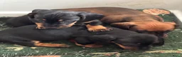 Miniature Dachshund dogs for sale: miniature dachshund - Advert 5