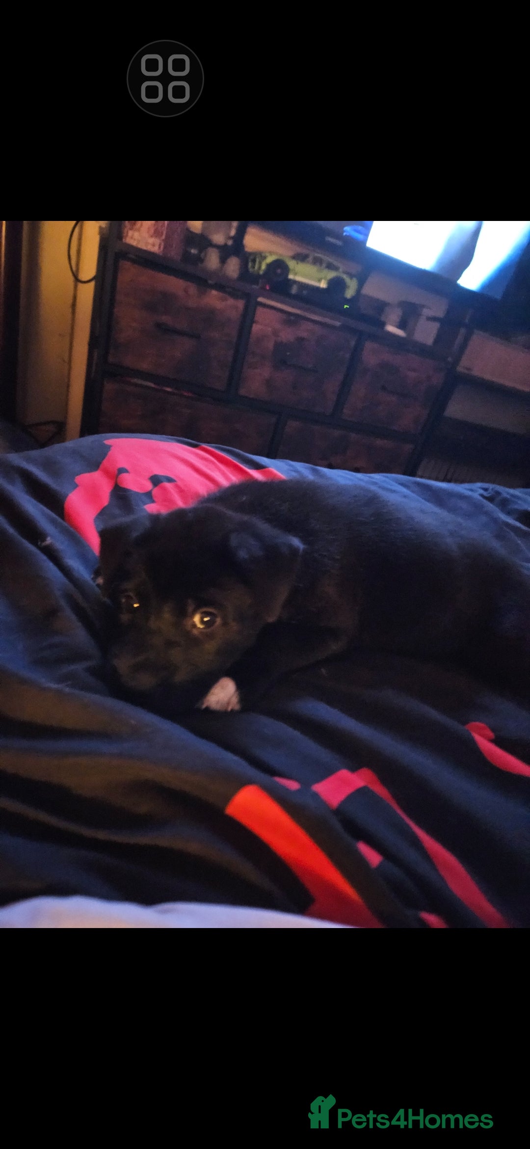 Mixed Breed dogs for sale: akita x blue blood bull dog - Image 3
