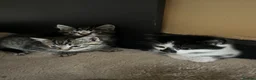 Mixed Breed cats for sale: 2 male & 2 Female kittens  - Advert 10