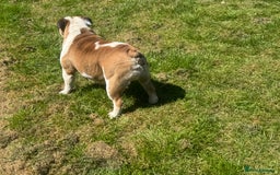 English Bulldog dogs for sale: 2 KC Breeding Bitches - Image 5