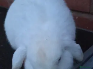 Mini Lop rabbits 1 blue eyed buck and 2 boar gunnea pigs - Advert 4