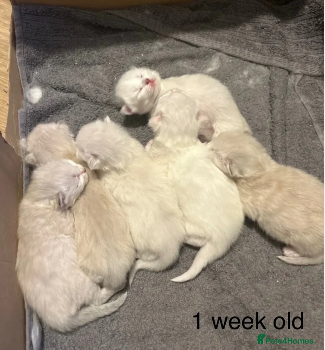 Siberian cats for sale: Siberian kittens with weekly updates  - Advert 2