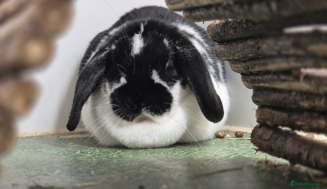 Dwarf Lop rabbits for sale: Flora Vaccinated and Spayed Dwarf Lop - Advert 1