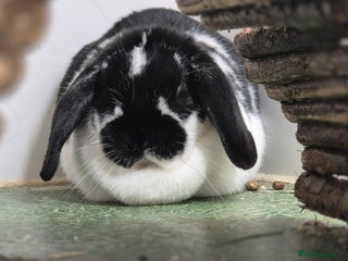 Dwarf Lop rabbits Flora Vaccinated and Spayed Dwarf Lop - Advert 1