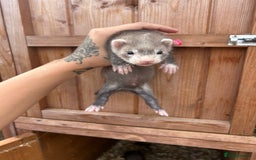 Ferret rodents for sale: Hob ferret sable mitt semi angora  - Image 1