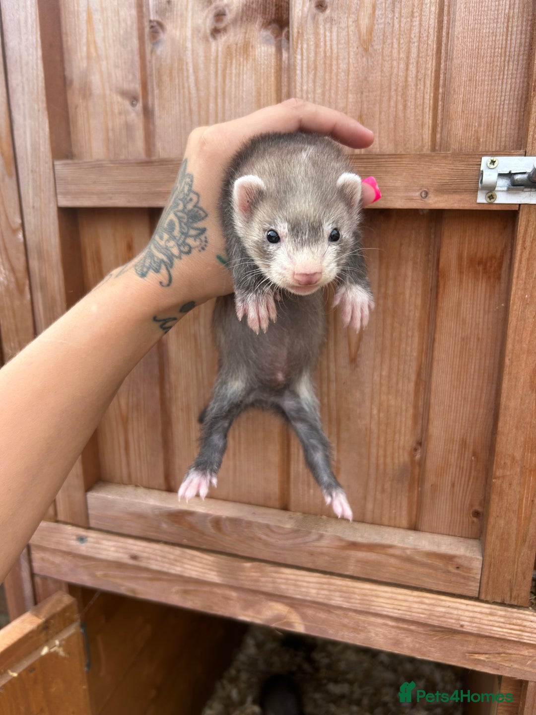 Ferret rodents for sale: Hob ferret sable mitt semi angora  - Image 1