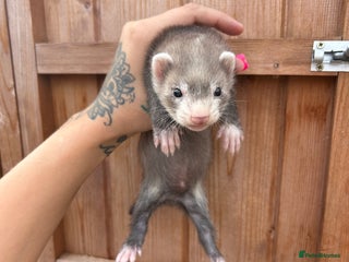 Ferret rodents - Advert 1