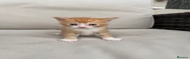 Maine Coon 1