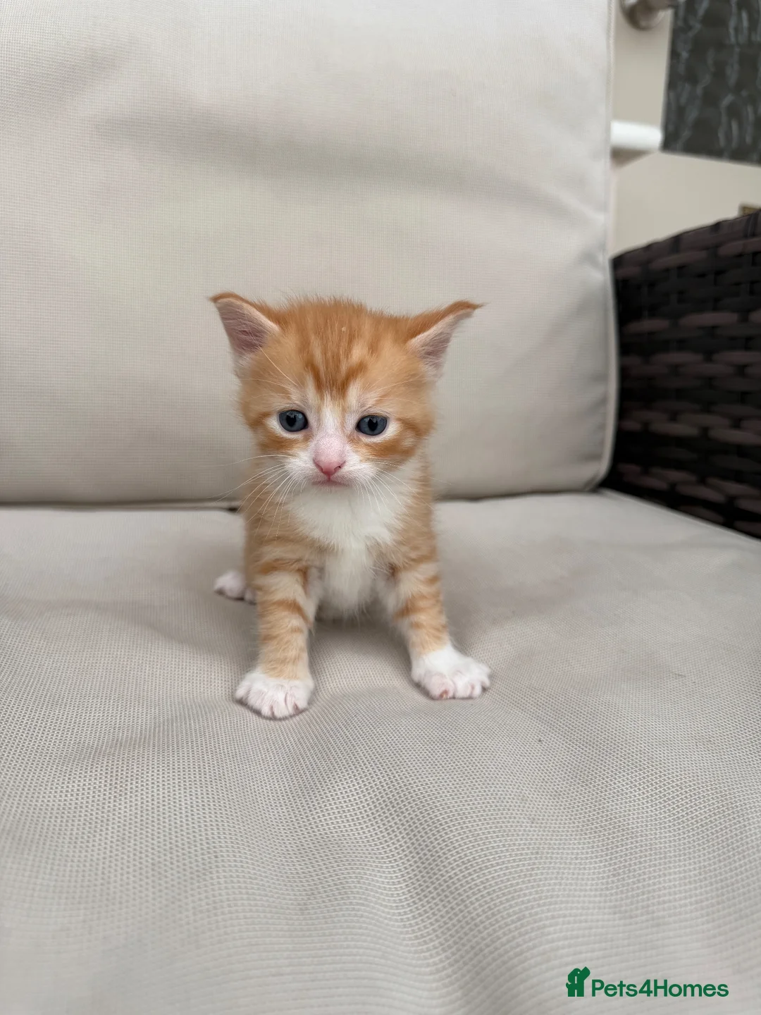 Maine Coon cats for sale: Maine Coon X’s - Advert 2