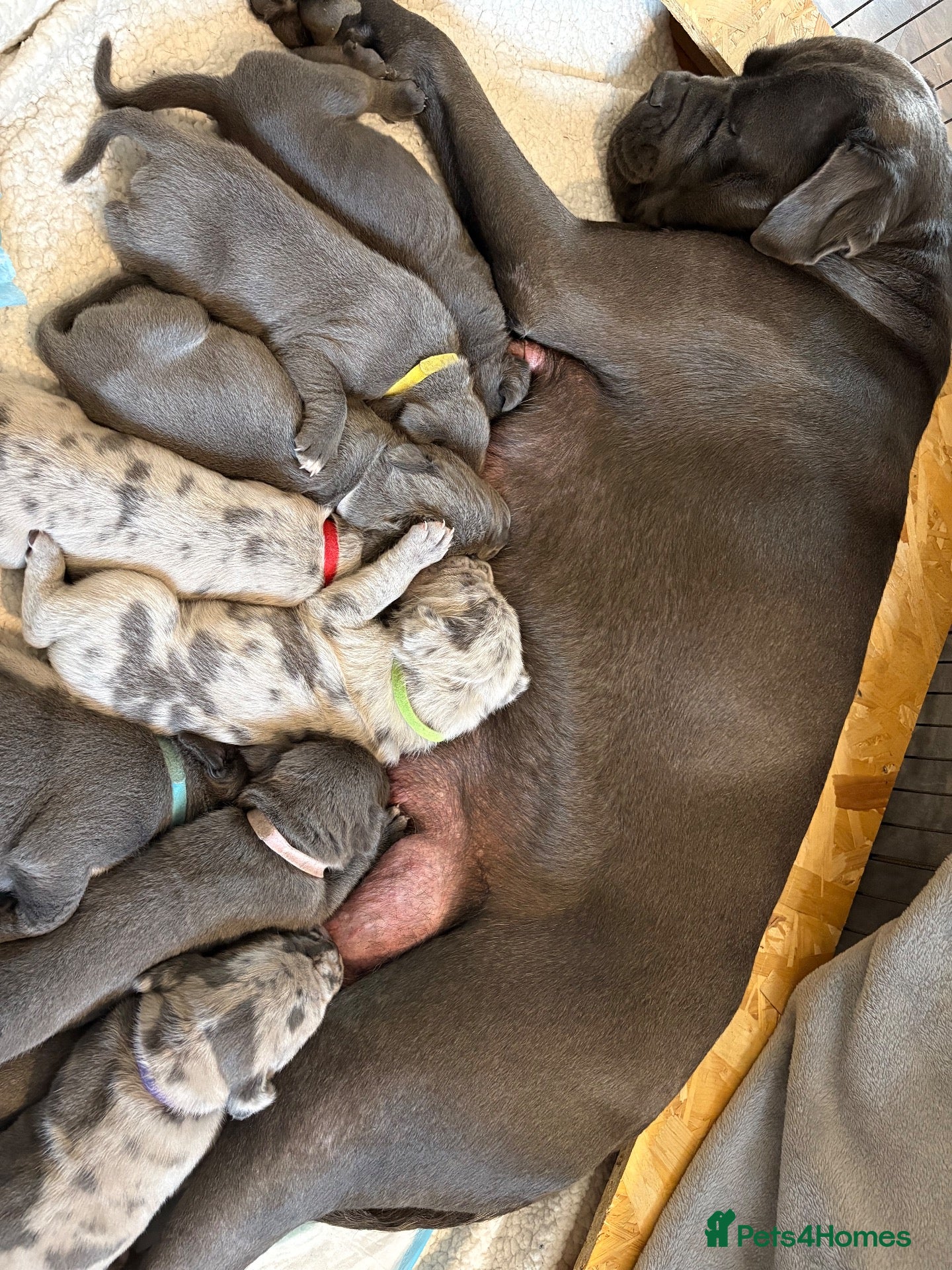 Cane Corso dogs for sale: 7 beautiful cane corso pups - Advert 8