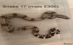 Boa Snake reptiles for sale: ✨ Stunning Red Tailed Suriname Boa’s (BCC) ✨ - Image 19