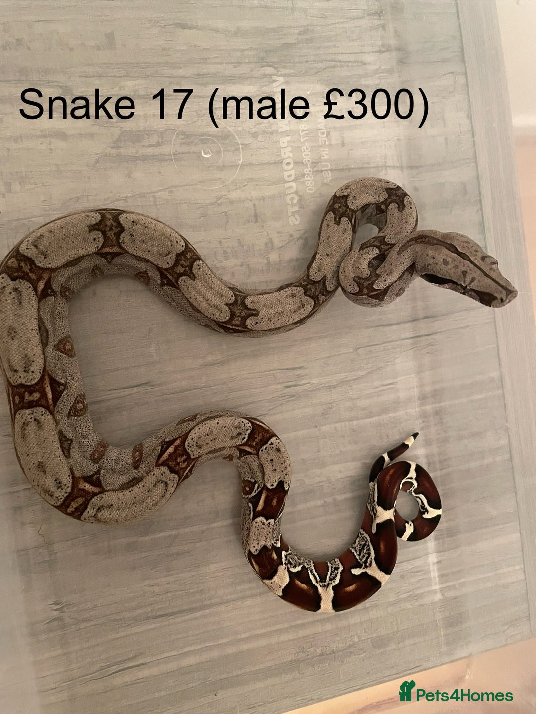 Boa Snake reptiles for sale: ✨ Stunning Red Tailed Suriname Boa’s (BCC) ✨ - Image 19
