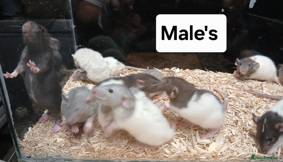 Rat rodents for sale: Baby Dumbo Rats , Furred , Rex , Naked  - Image 11