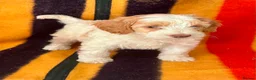 Jackapoo dogs for sale: Beautiful Jackapoo Puppies – Ready Now - Advert 5