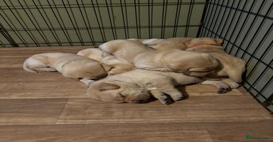 Labrador Retriever dogs - Advert 9