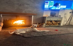Dalmatian dogs for sale: Gorgeous Dalmatian girl  - Image 6
