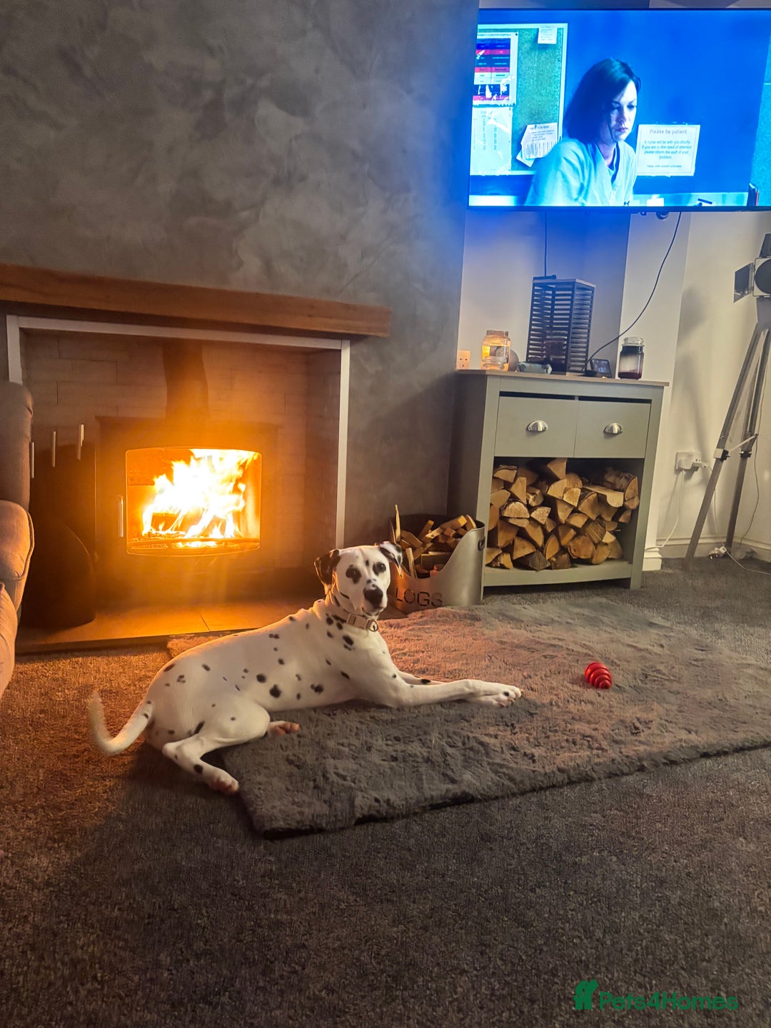 Dalmatian dogs for sale: Gorgeous Dalmatian girl  - Image 6