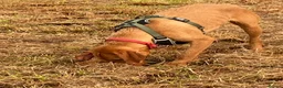 Hungarian Vizsla dogs for sale: Hungarian wire haired vizsla - Advert 7