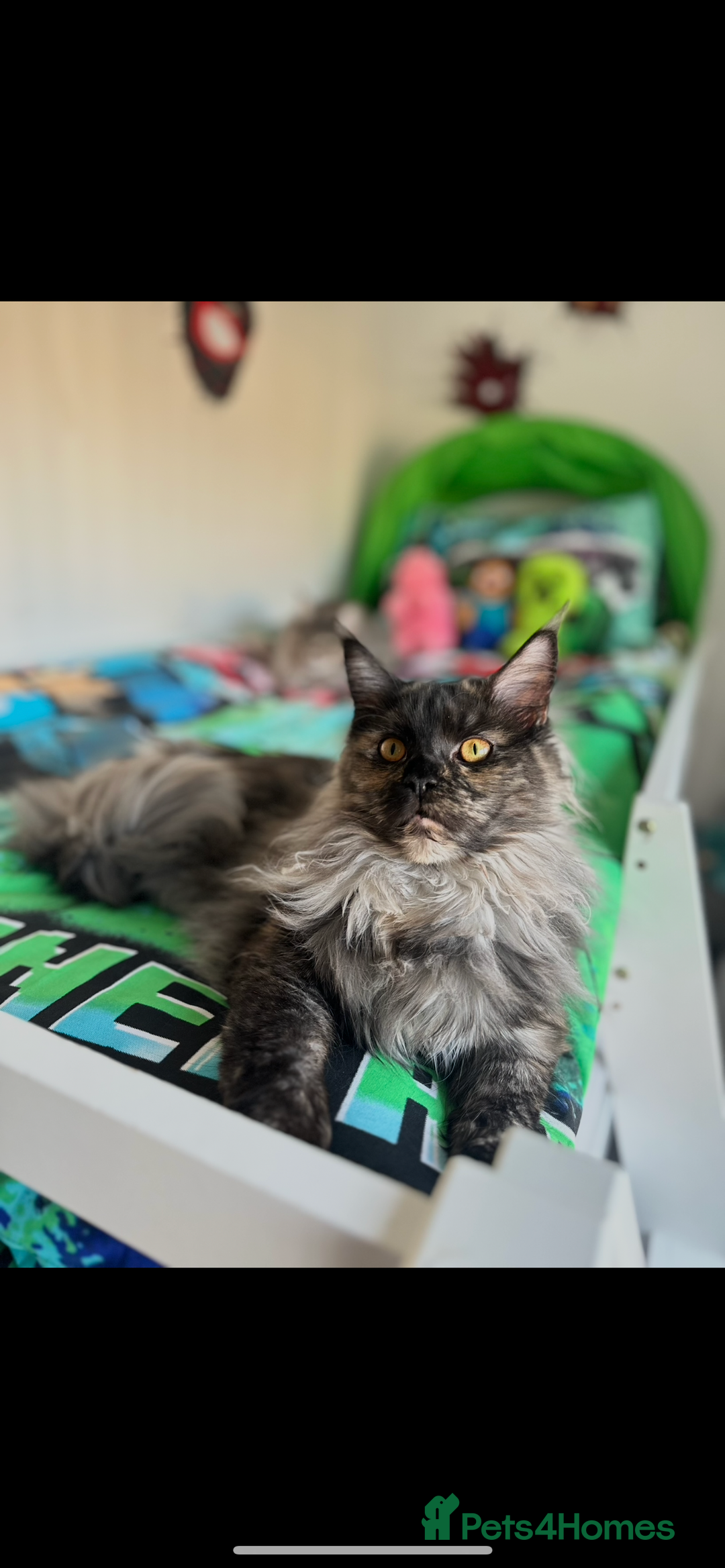 Maine Coon cats for sale: Beautiful Maine coon for sale  - Advert 2