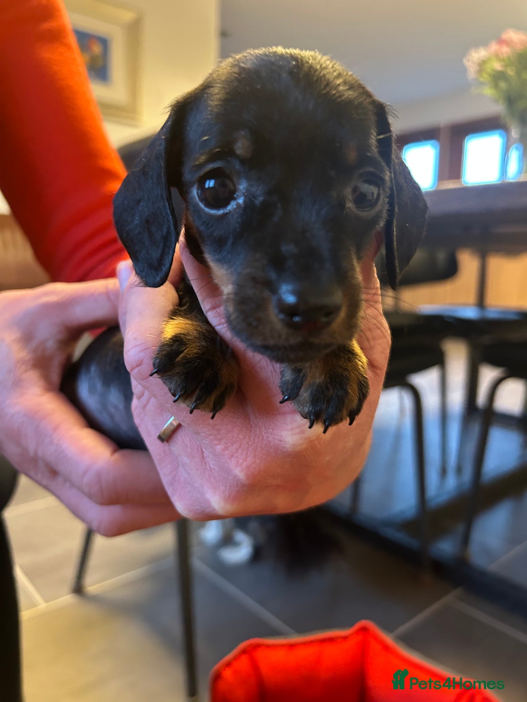 Miniature Dachshund dogs for sale: Miniature Dachshund  - Image 7