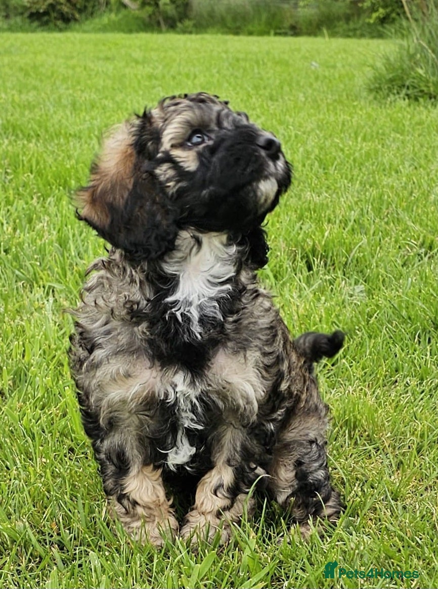 Cavapoo dogs VET CHECKED STUNNING RARE MERLE F1B CAVAPOO PUPS  - Advert 1