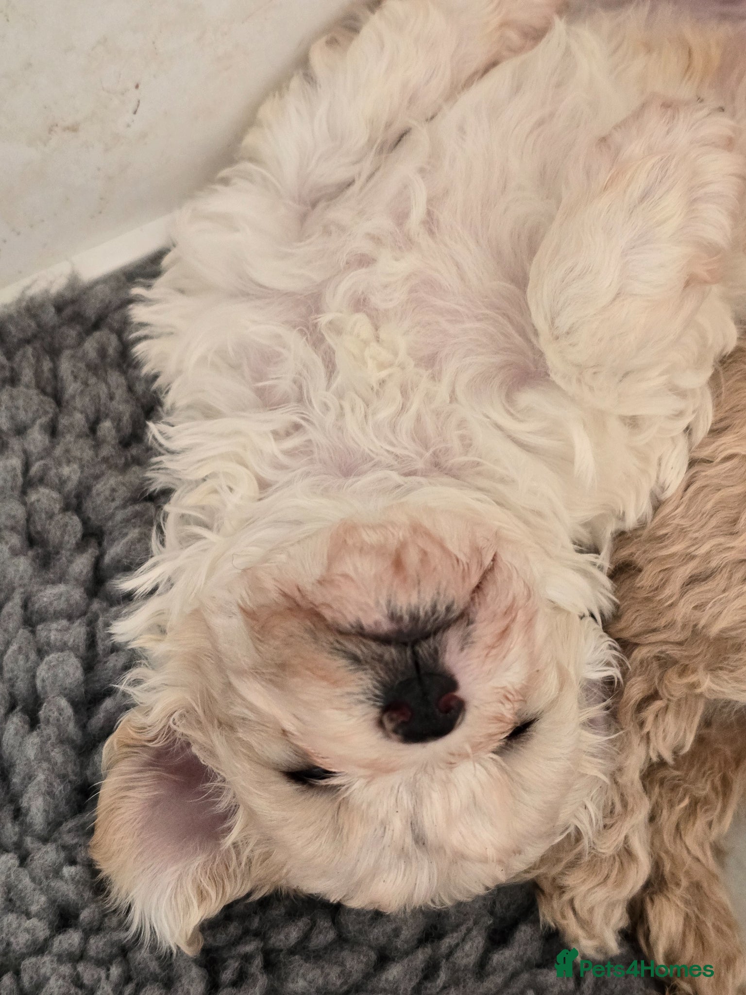 Mixed Breed dogs Stunning Cavapoochon puppies - Advert 1