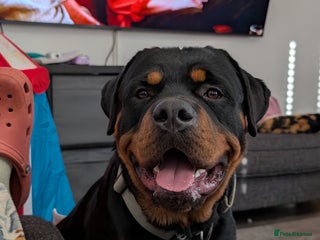 Rottweiler dogs in Middlesbrough - Advert 3
