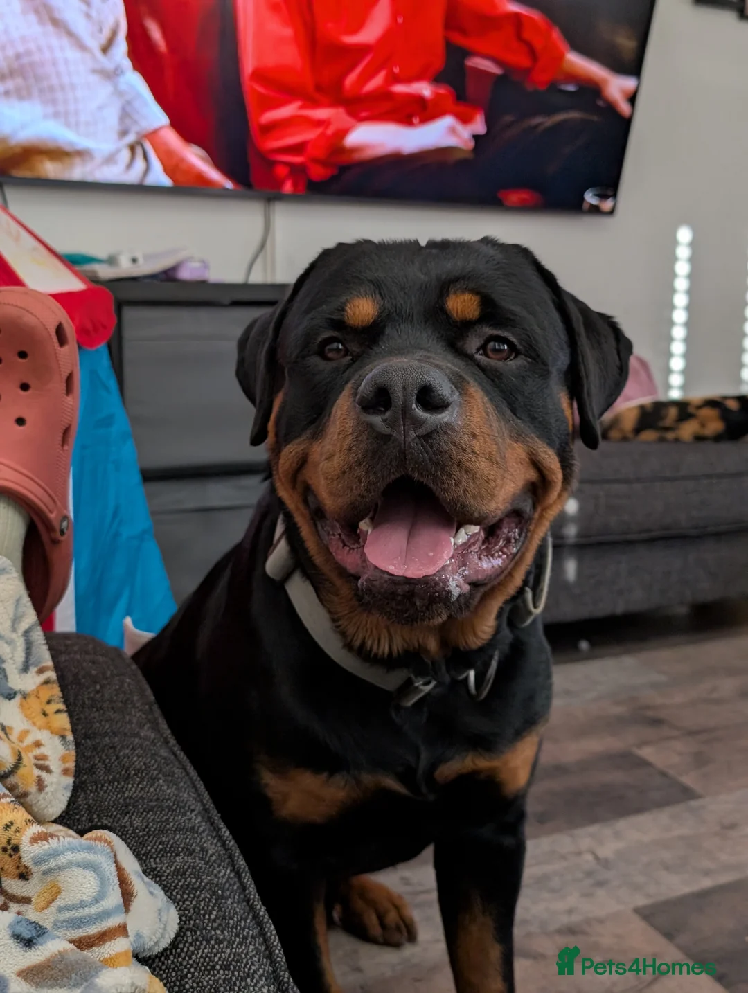Rottweiler dogs for stud: Proven lovely nature big boy for stud in Middlesbrough - Advert 2
