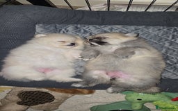 Pomeranian dogs for sale: Miniature Pomeranian Puppies For Sale  - Advert 4