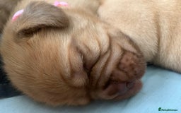 Dogue De Bordeaux dogs for sale: Beautiful chunky ddb puppies  - Image 4