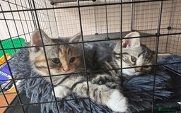 Mixed Breed cats for sale: 2 1/2 Bengal boys left  - Image 15