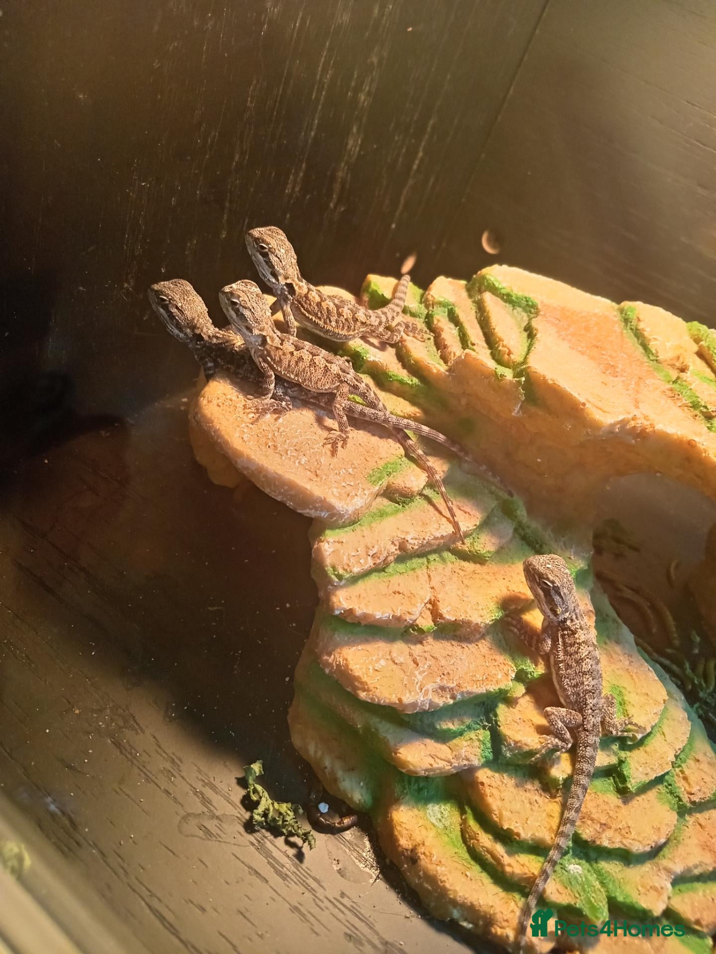Bearded Dragon reptiles for sale: Beautiful babies for sale - Advert 2