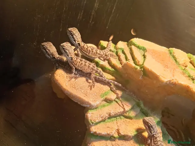 Bearded Dragon reptiles for sale: Beautiful babies for sale - Advert 2
