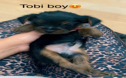 Yorkshire Terrier dogs for sale: Miniature Yorkshire terrier - Image 12