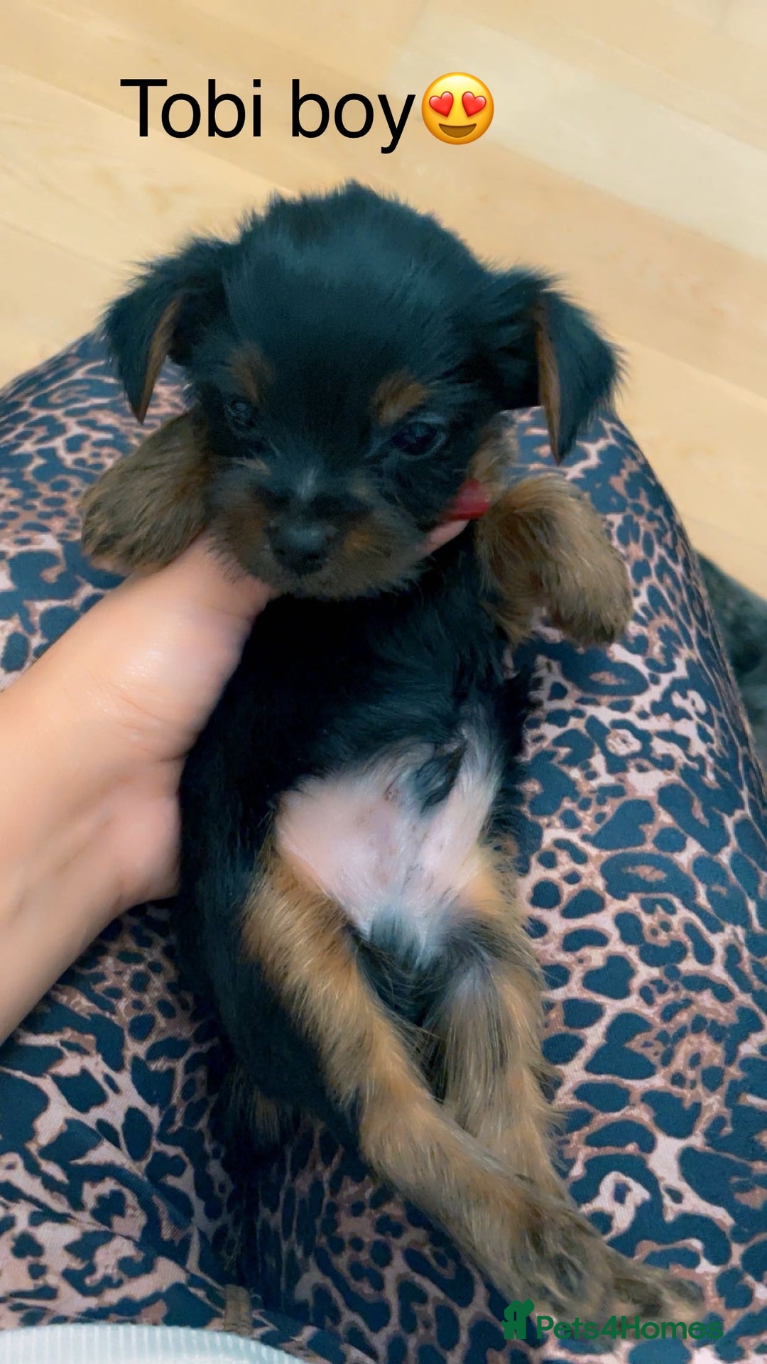 Yorkshire Terrier dogs for sale: Miniature Yorkshire terrier - Image 12