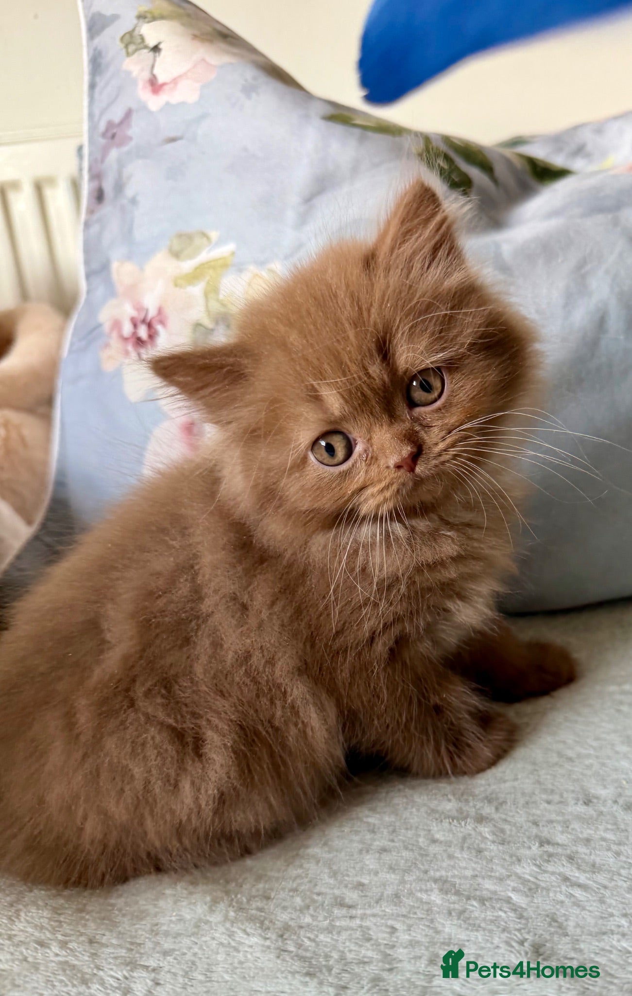 British Longhair cats Beautiful Cinnamon girls TICA registered  - Advert 5