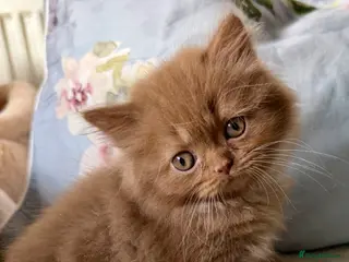 British Longhair cats Beautiful Cinnamon girls TICA registered - Advert 5