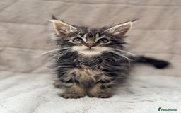 Maine Coon cats for sale: Gorgeous Black Tabby Mainecoon Kitten  - Image 8