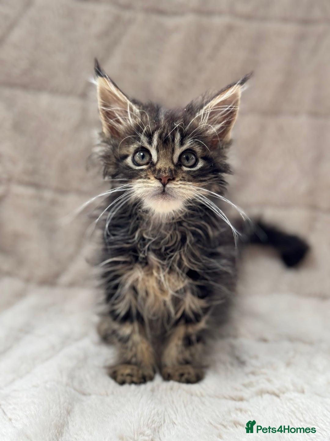 Maine Coon cats for sale: Gorgeous Black Tabby Mainecoon Kitten  - Image 8