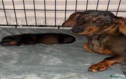 Miniature Dachshund dogs for sale: Miniature dachshund merle - Advert 9