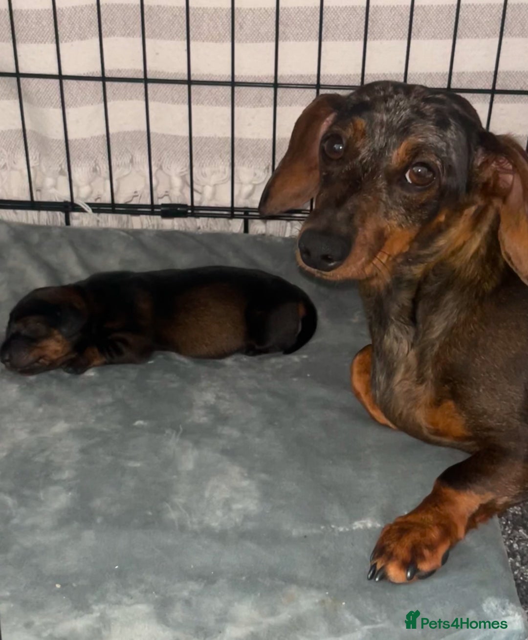 Miniature Dachshund dogs for sale: Miniature dachshund merle - Advert 9