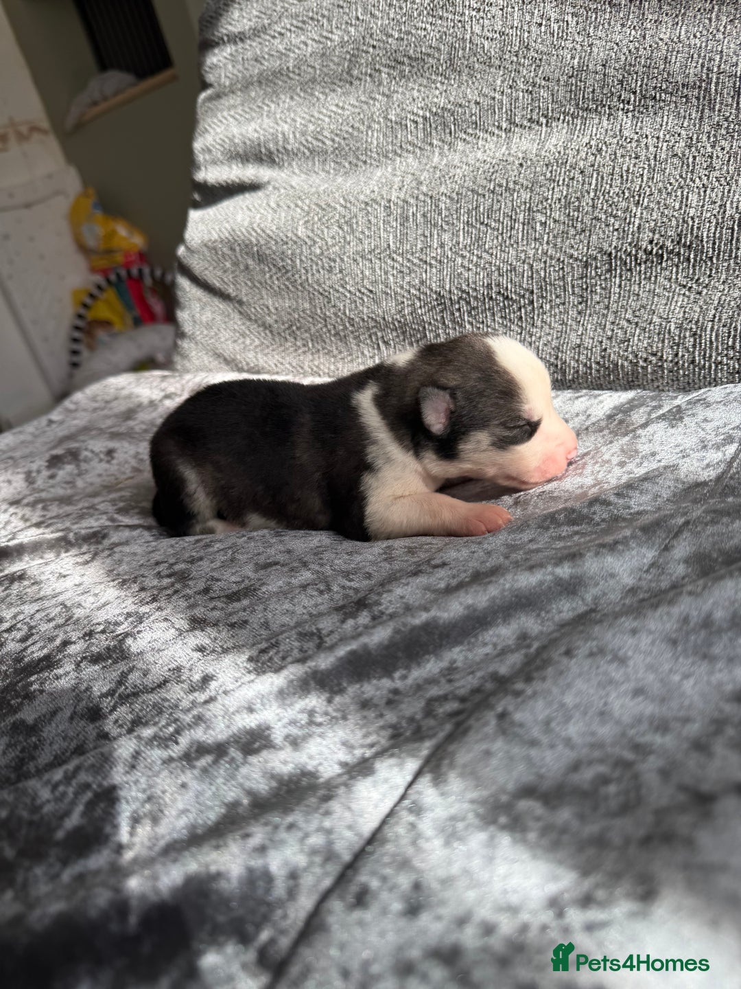 Siberian Husky dogs for sale: 2 stunning Siberian husky puppies for sale - Image 11