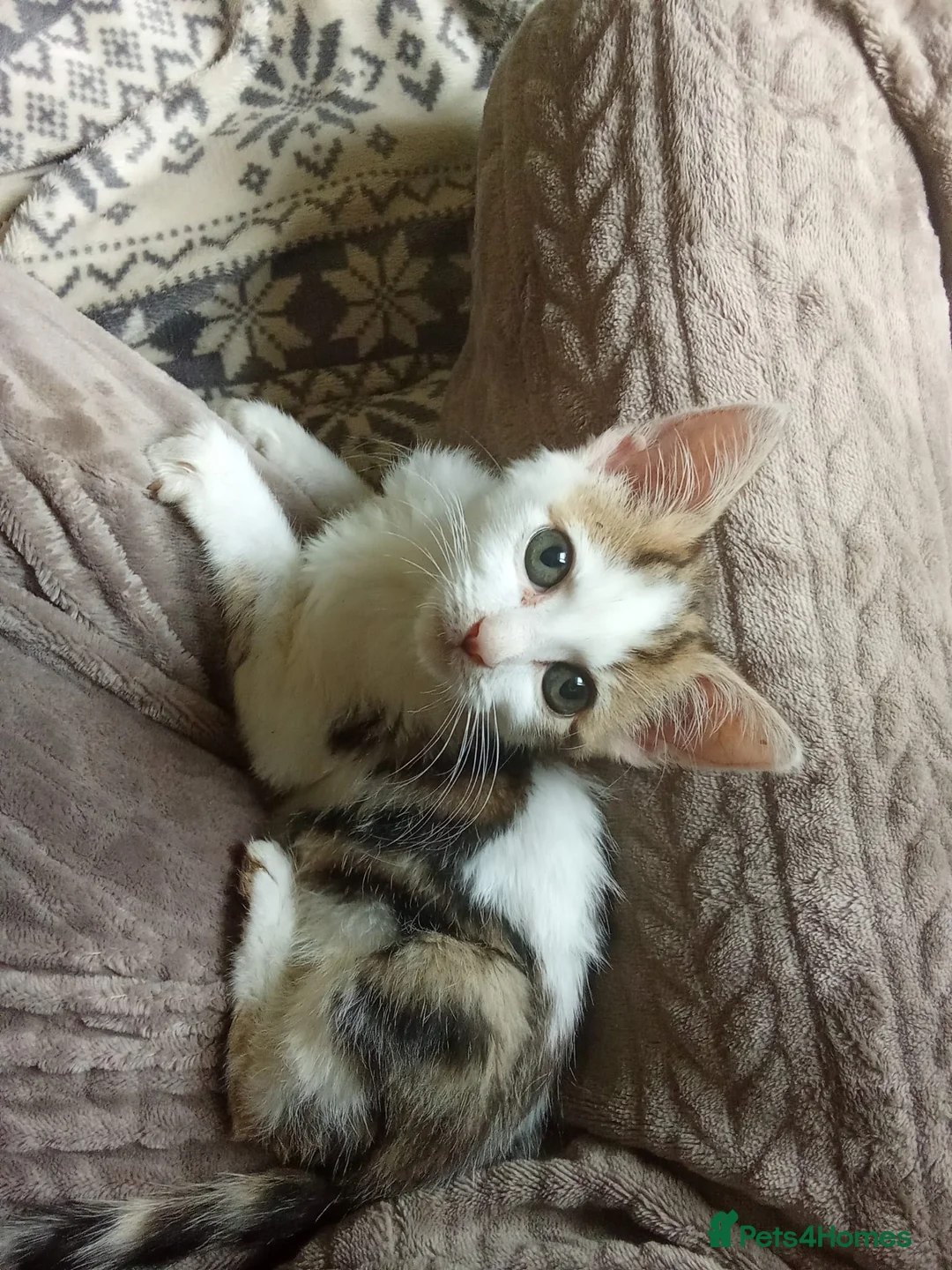 Mixed Breed cats for sale: Kitten looking for new house in Birmingham - Advert 6