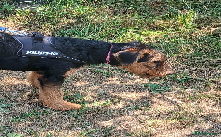 Airedale Terrier dogs - Advert 1