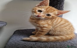 Mixed Breed cats for sale: 2 Ginger Boys, 1 Tabby Girl. Donate to charity - Image 39