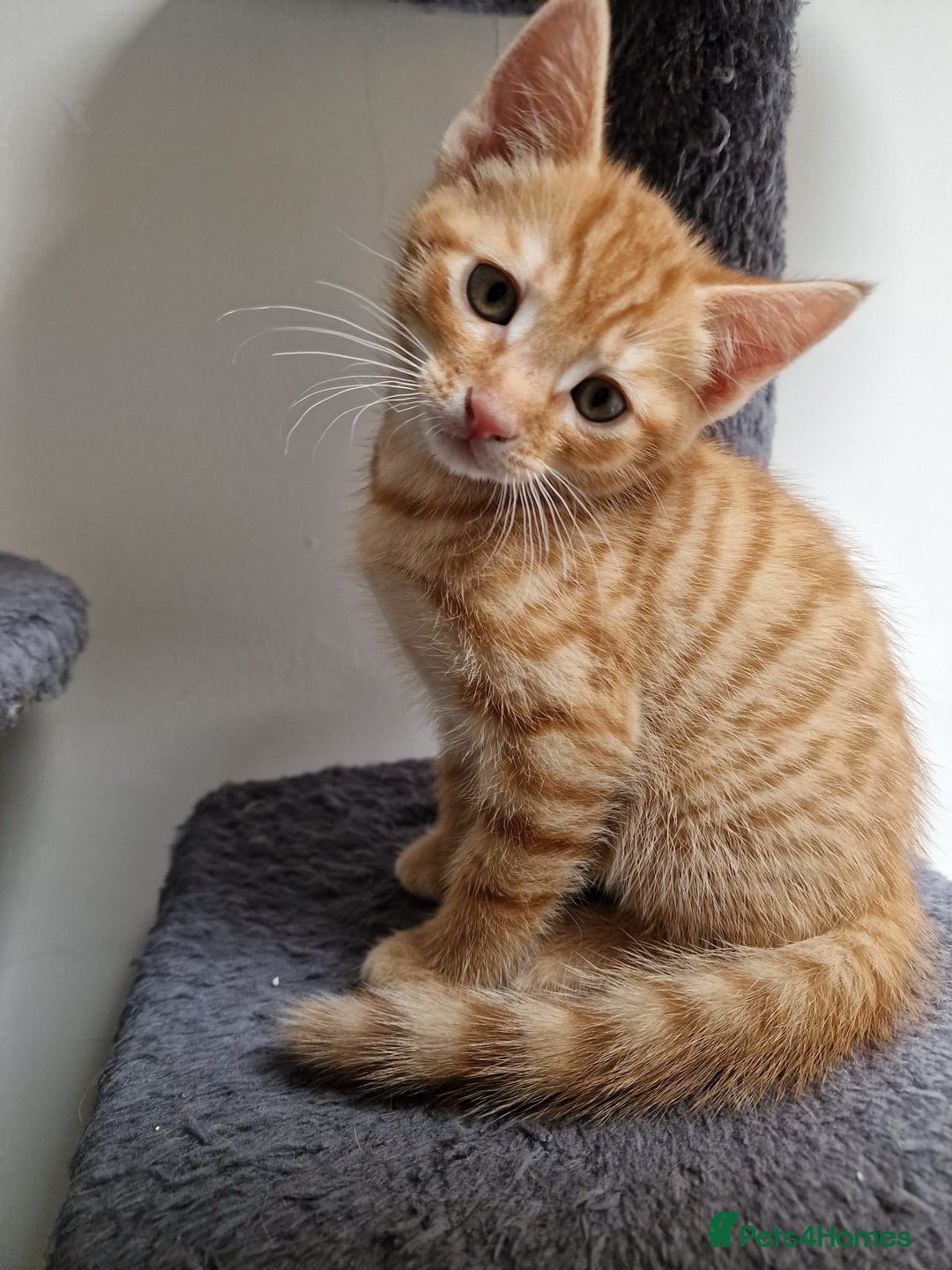 Mixed Breed cats for sale: 2 Ginger Boys, 1 Tabby Girl. Donate to charity - Image 39