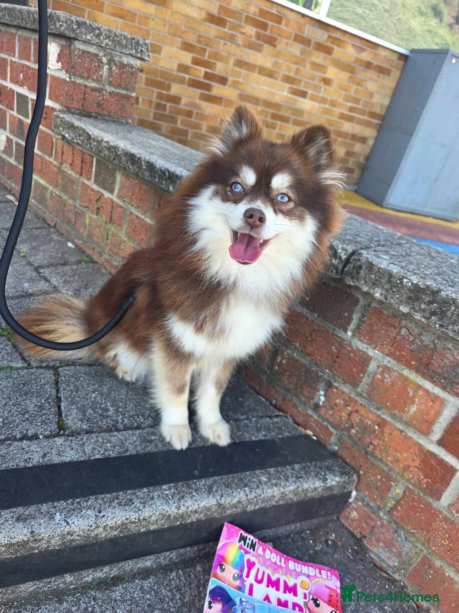 Pomsky dogs Stunning Pomsky Female 1yr - Advert 1