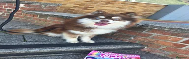Pomsky 1