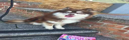 Pomsky dogs for sale: Stunning Pomsky Female 1yr - Advert 1